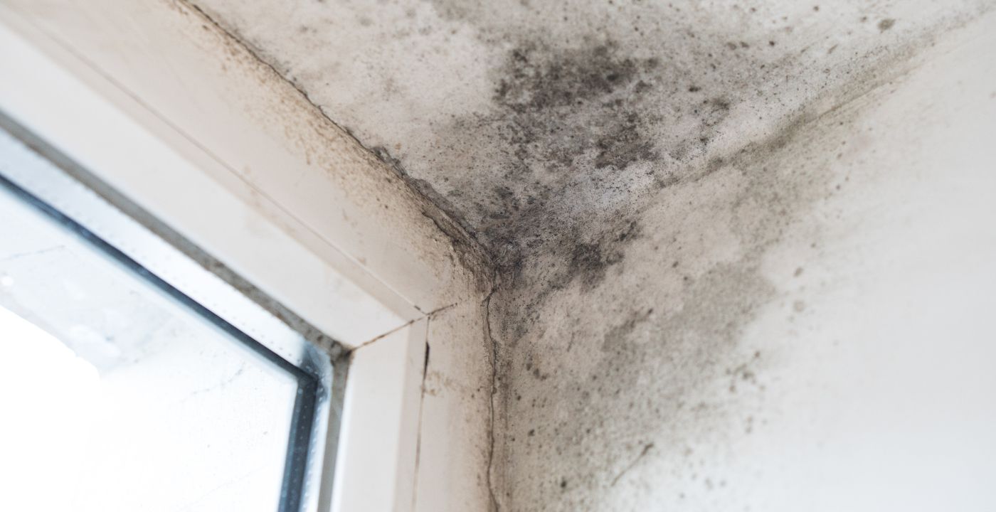 mould in loft